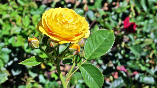 755679 (a): :2500x1403